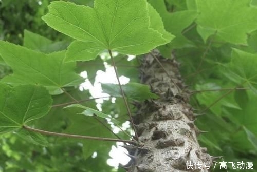 『刺楸』山谷下有“1种树”,被称为“刺楸”,茎干上长满“刺”,却珍贵
