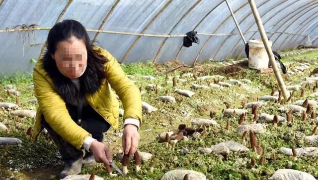  妄想：种植规模连年暴增，价格一年比一年低，捂到发臭都不卖还