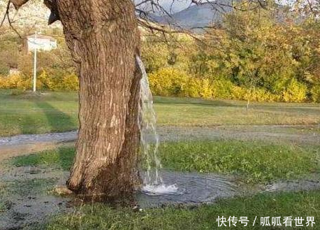 世界唯一会“吐水”的树? 外形像“喷泉”美丽, 几十年间水流不断