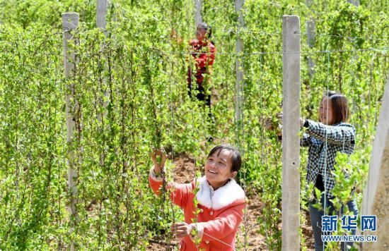 「增收」陕西洛南:产业扶贫促增收
