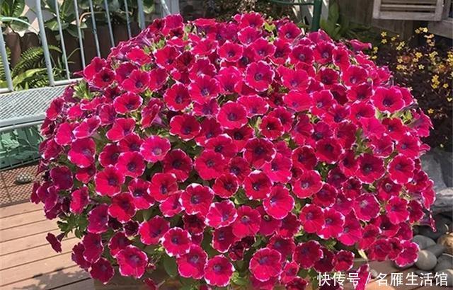 『爆花』开败的矮牵牛,剃头15天又爆花,剪下来的枝条再扦插,1盆变100盆
