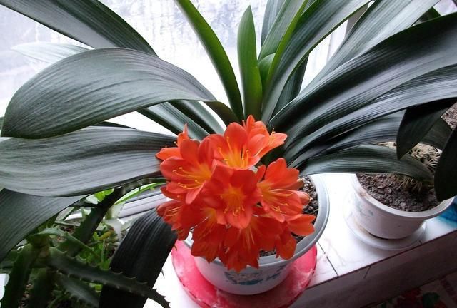  『阴蒂』君子兰长期不见长？一定是出了这“4个问题”，不知道就看看吧！