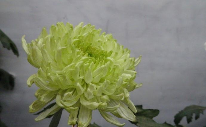 喜欢菊花,首选“五大名菊”绿牡丹,花开碧绿如玉,光彩夺目