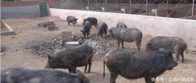 农村朋友注意啦！这些养殖业年收入10万以上，根本不愁销路~