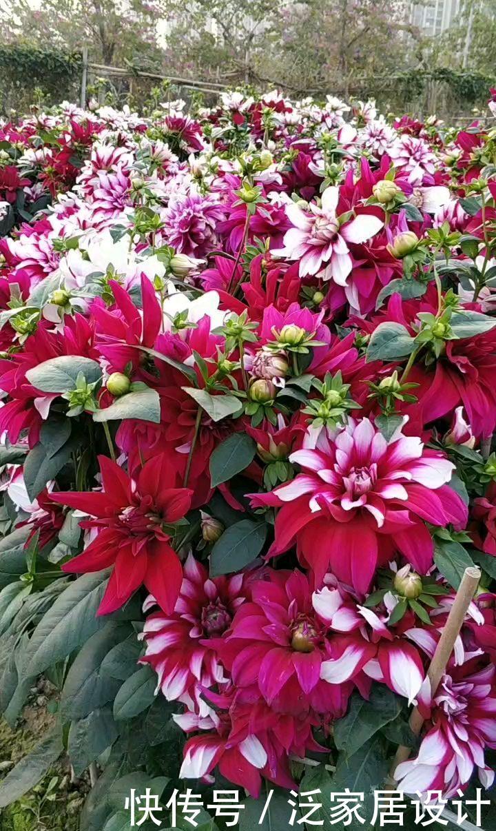  花店里面：花店买花太贵了，养4种花，掐个枝在家就能养