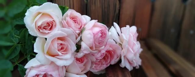  『丰花性好』狼家自育的表现到底如何，戳进来看看花友们的大实话