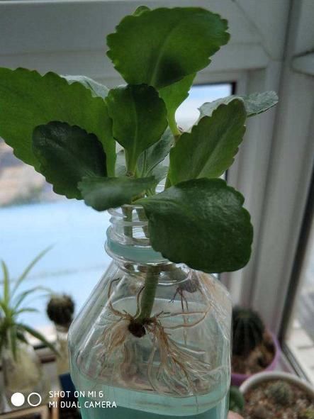  [剪下来]扦插最好活的花，枝条沾土就生根，不出俩月准爆盆