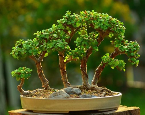  【老人】适合中老人养的4种花卉，修身养性又健康，香气扑鼻招财纳福！