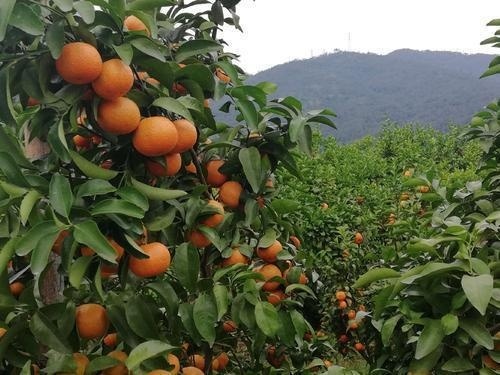  「上市」砂糖橘上市，果农卖不掉，果贩不赚钱，顾客吃不起，为