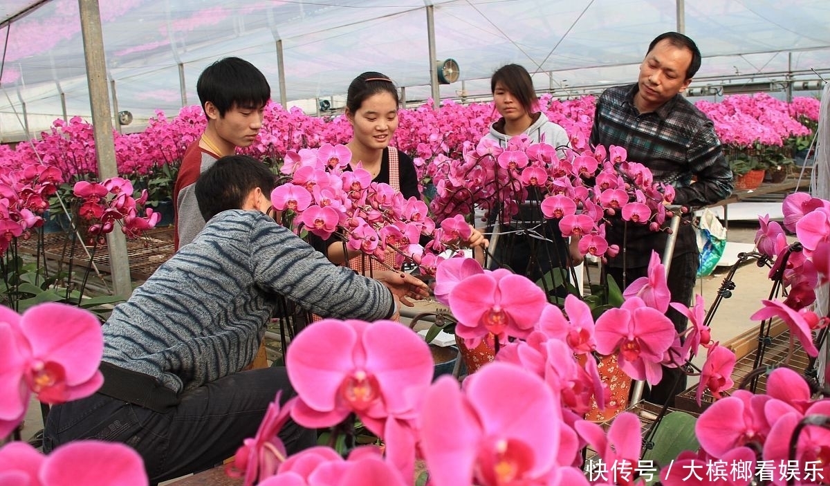 『越养越』兰花、蝴蝶兰养不好,赶紧用此法,百分百养活,而且越养越好