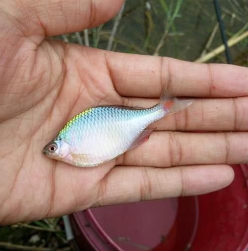 「水污染」水污染有多影响渔获?别不当一回事,实际上这些鱼已经越钓越少了