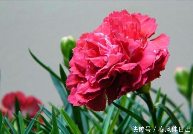 种花|3种花现在养正合适,开花量大能爆盆,四季开花花色丰富,很好养