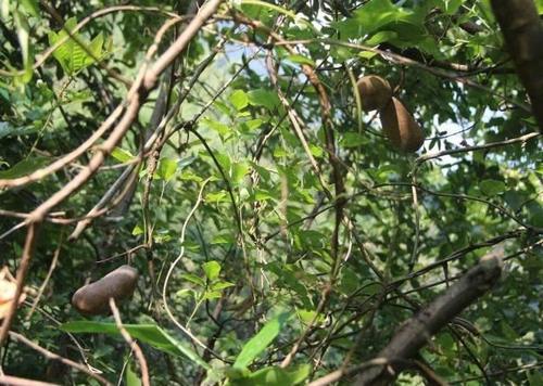 农村里的“野果”，很多城里人叫不全名字，全吃过才算“农村娃”