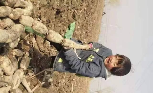  莲藕：亩产6000斤，市场一斤卖4元，6700万斤滞销，菜农急得到处