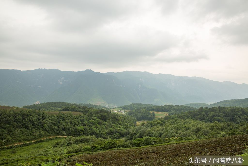 国营茶场废弃后，老人带2条狗住百套危房，坐悬崖边对着县城发呆