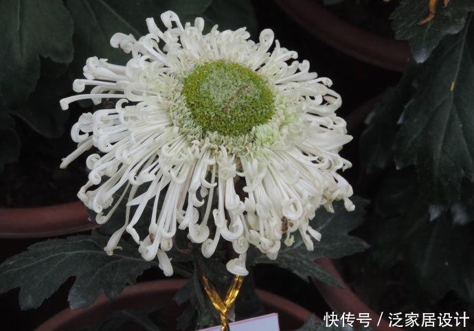 #西洋杜鹃#喜欢玫瑰,不如养“珍品菊花”淡粉千杯,似白色向日葵,素洁高雅