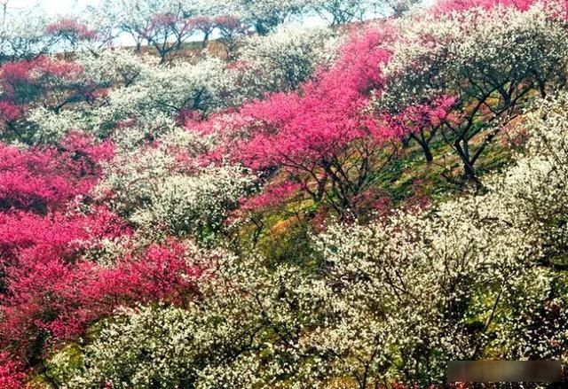 「樱花」中国这些花开成海的地方,美极了