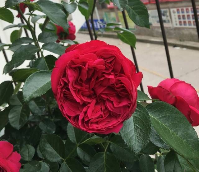 『红龙』红龙月季花苞总是有黑斑就是不绽放是怎么回事3个原因不能忽视