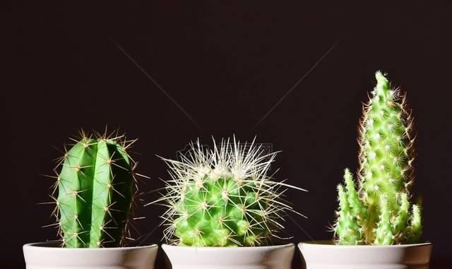 「植物」不知道在卧室养什么植物,就养这几种,好处多多!