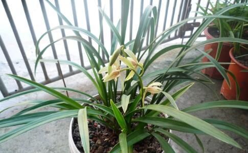  『兰花』春天养兰花，如何施肥，施什么肥？5分钟学会