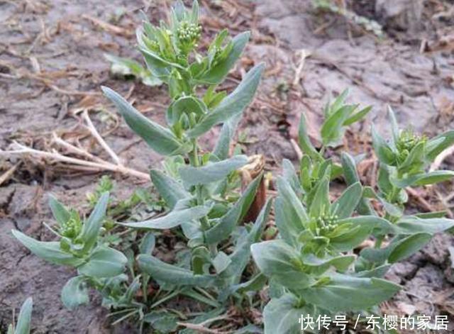 人称|生长在农地里,人称“麦蓝菜”,看着像“满天星”,价值高,珍贵