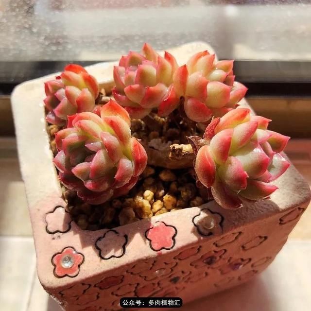  『凌晨』凌晨三点的一场大风，令她足足起来四次，只为看这些宝贝