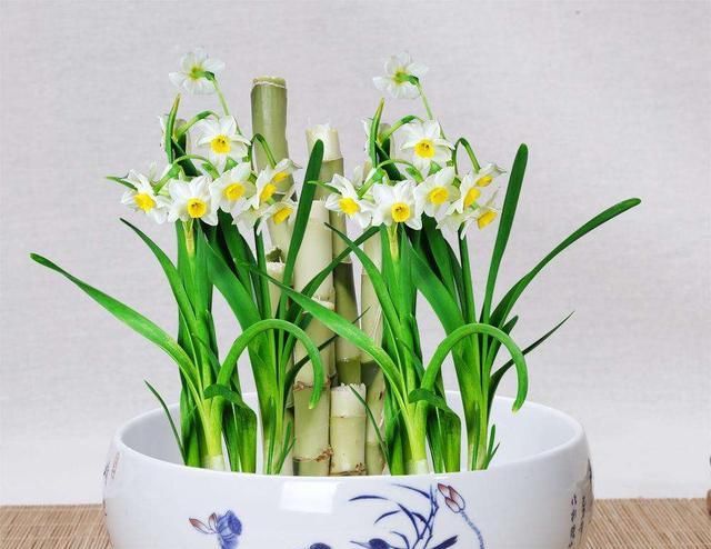 【着非常好】这些花快让家里买!摆在家里大吉大利,活力无限,还有品味!