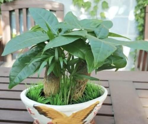  阿司匹林药片@发财树喜欢的“1种液体”，比“生根水”好用，浇一下就爆盆！