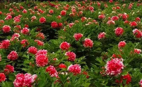 阳春三月,群芳争艳!来看西安这些“花花世界”的最佳踏春赏花指南