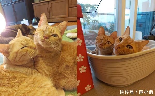 「主人」主人给6公斤猫咪画像,主人把它画成四方形,但却和猫咪非常相似