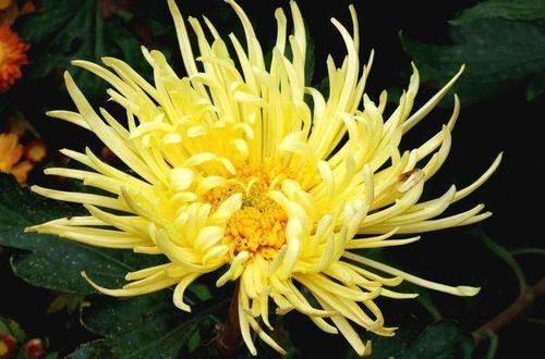 『方法』花卉种植技术:菊花叶子发黄的防治方法,全面分析叶子发黄原因!