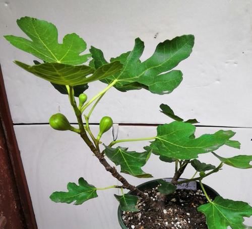  花钱买：3种大型植物真好扦插，简单扦插，以后这些都不用花钱买！