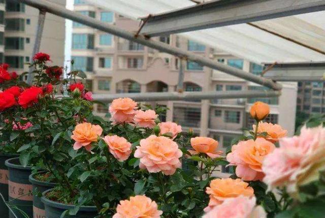  落叶|夏天养月季，黄叶又落叶？多菌灵不管用，3招杜绝月季“黑斑病”