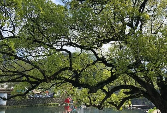 人间凡处有仙境,江南水乡中的小清新,四明山之心-中村【2020热门旅游景点】