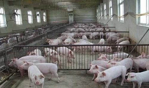  「现状」中秋节前生猪现状：猪价上涨让谁获利？散户弃养，猪场