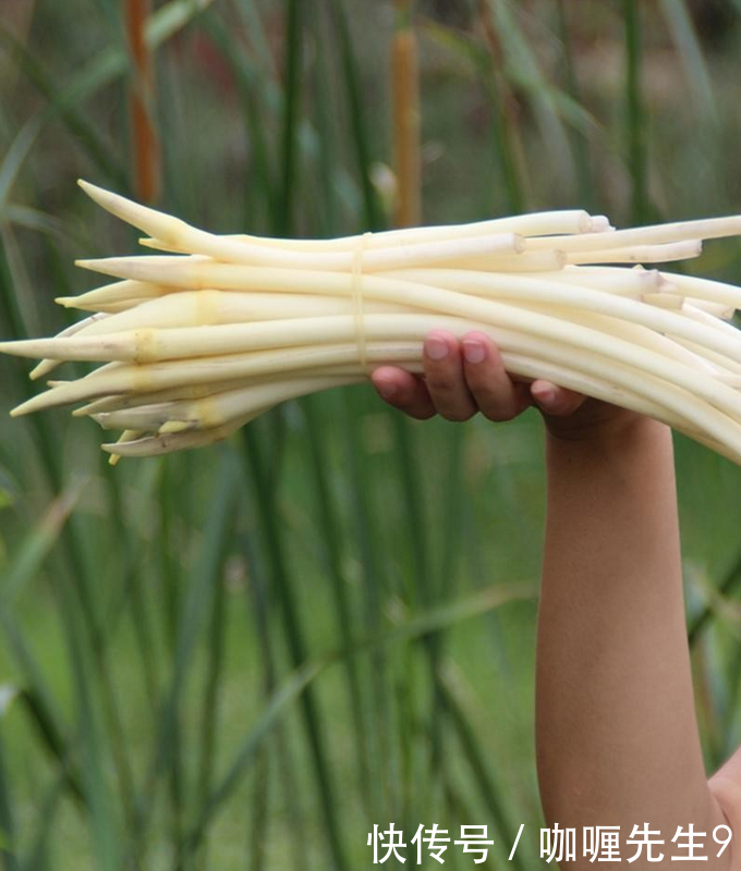 农民种植的“它”，亩产两千斤，每斤10元，比种农作物强多了！