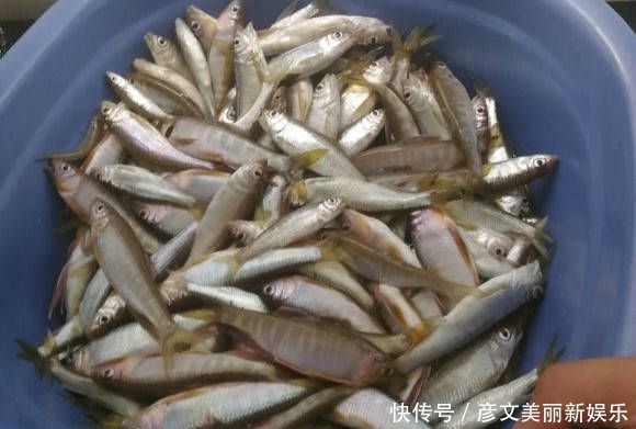 『小时』最近家门口的溪流里面马口鱼泛滥,三个小时就钓了一盆子!