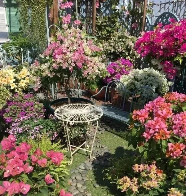  时间■养花不懂这4点，啥花都白养，白白浪费时间和精力，新手赶紧学习