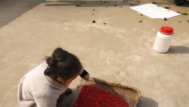  「免疫力」遇到这种野味我从不放过，常吃能提高免疫力，现在正