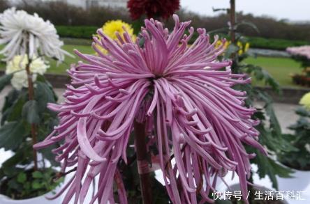  浪漫：新手养花，不如养盆花中精品“国华浪漫”，浪漫满花，香飘四季