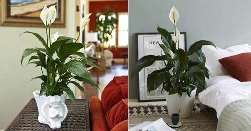 【摆放】卧室里摆放这7种植物,可舒缓心情,帮助更好入眠