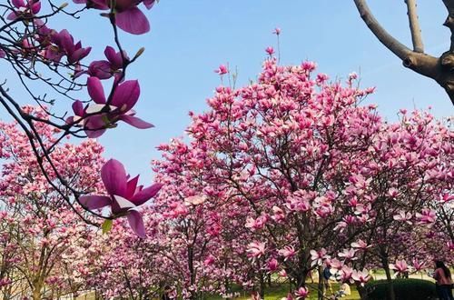  「玉兰花」此“3种”树木，春天一到花开满树，好看极了！