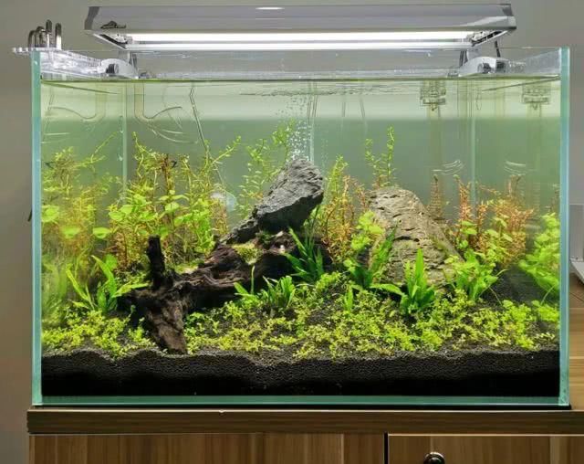  『青苔鼠』鱼缸里除藻强力的工具螺，都这么多坏毛病吗