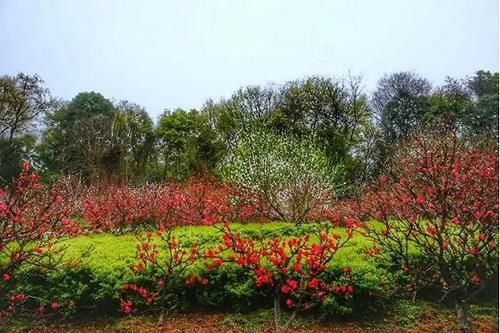  【园林景观】赏花不知花叫啥？一份春季花朵辨认指南请查