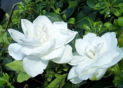  『对症下药』栀子花叶片发黄的4大原因，找到根源才能对症下药！