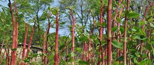  【当做】有一种野草，孩子们经常当做零食时，如今价格不便宜