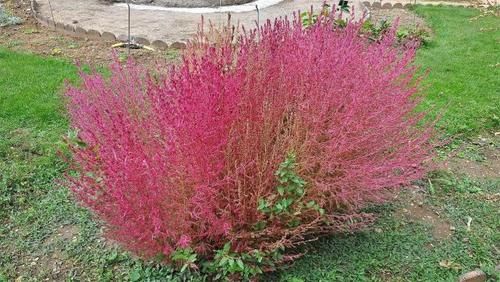  植物：世界上有一种植物，中国把它当扫把，到了日本价值却翻了