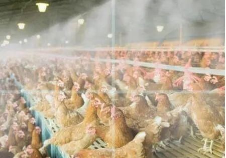  『配置浓度和』养殖场消毒工作常见的五大误区，你有几个？