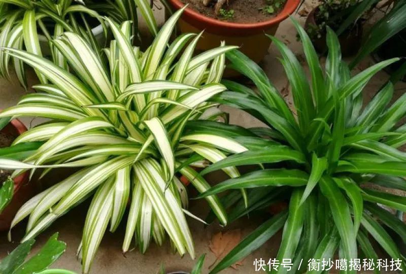 小妙■养花小妙招,花开爆满盆