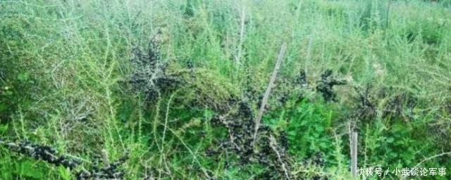  「神话」“黑金”神话破灭曾千元一斤不愁销路，如今卖20元很费